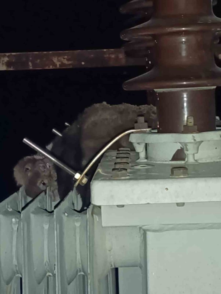 Mahalledeki elektrik kesintisinin sebebi sansar çıktı