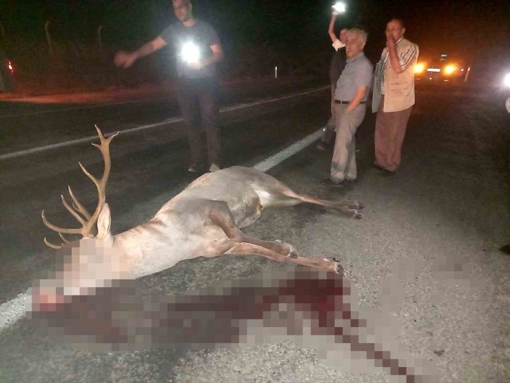 Domaniç’te yaralı geyik ekiplere teslim edildi