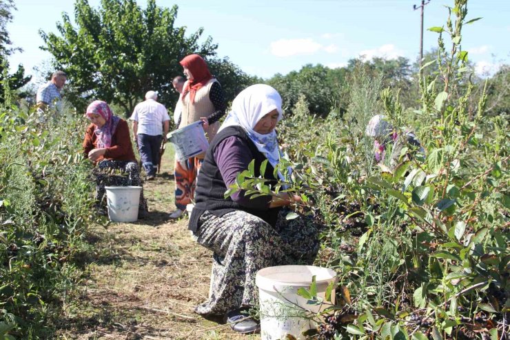 Küçük taneli büyük şifa: Aronya hasadı başladı
