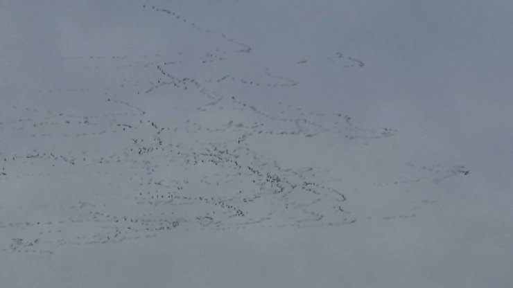 Tekirdağ’da gökyüzünde leylek şöleni