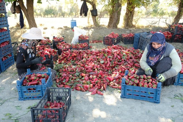 Erzincan’da 100 tonluk üretim hedefi gerçek oldu!