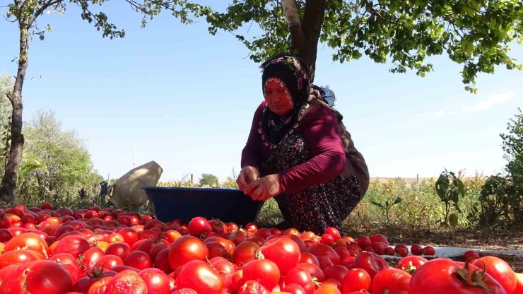 Üç yıl ömürlü ev yapımı salçalar pişirilmeye başlandı