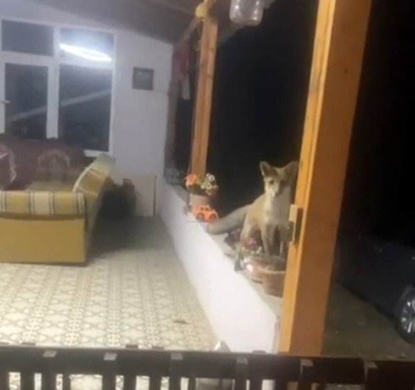 Saray’da tilki ile sohbet görenleri güldürdü