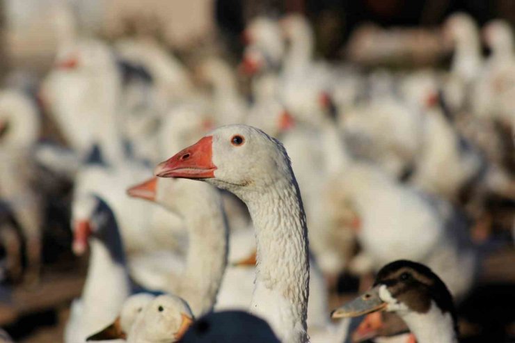 Yozgatlı girişimci 5 kazla başladı, üretimi 850’ye çıkardı