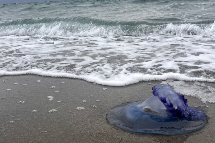 Mavi denizanaları sahile vurdu, görenler şaşırdı
