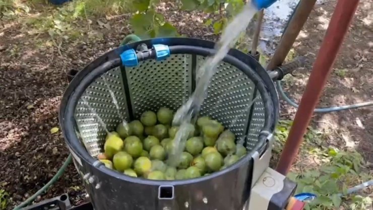 Dünyaca ünlü tescilli Adilcevaz cevizi hasadı başladı