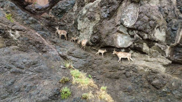 Oltu’da yaban keçilerinin görsel şöleni