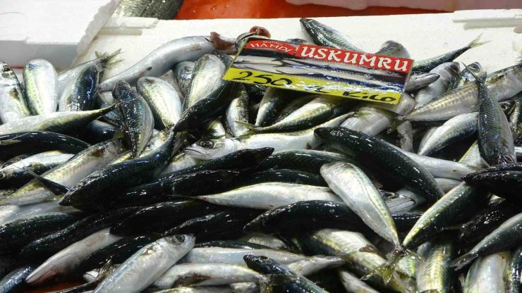 Balıkçılardan müjde: Fiyatlar düştü, ekimde bolluk bekleniyor