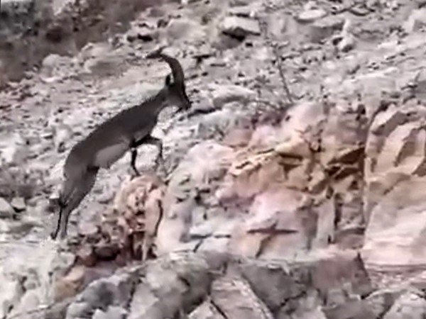 Siirt’te nesli tükenme tehlikesi altındaki yabani dağ keçisi görüldü