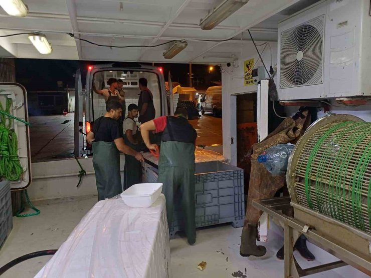 Bir ayda 198 ton hamsi çıkışı oldu