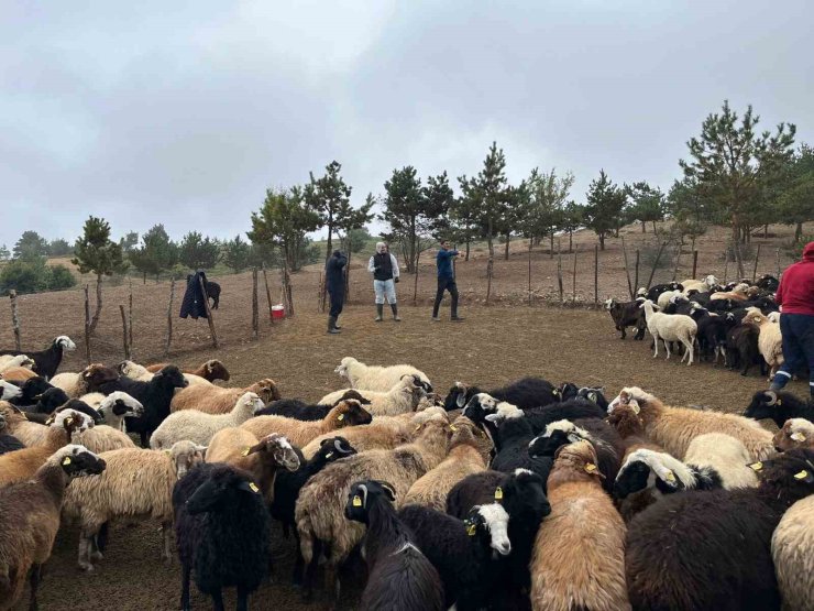 Tokat’ta çobanlara hayvan sağlığı eğitimi
