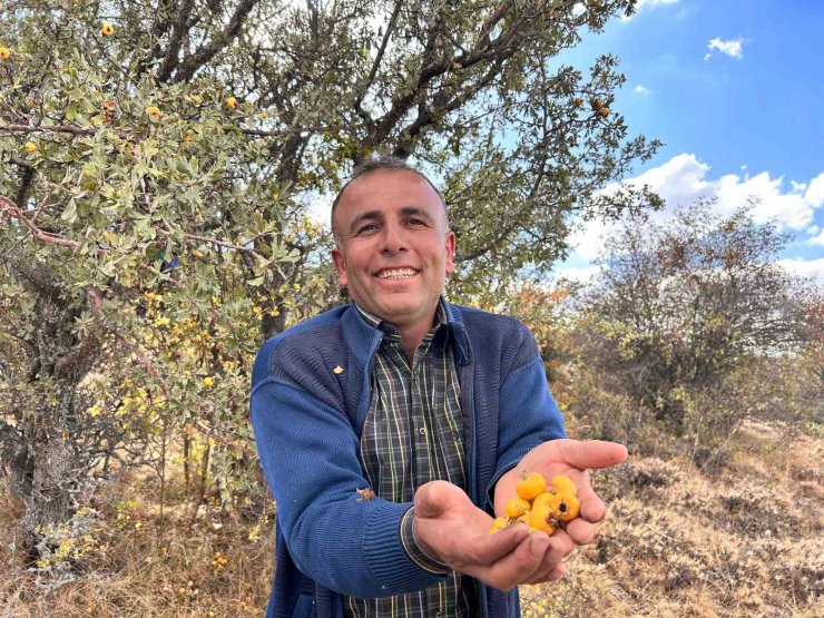 Ankara’nın dağlarında yetişen şifa: "Alıç meyvesi hasadı başladı"