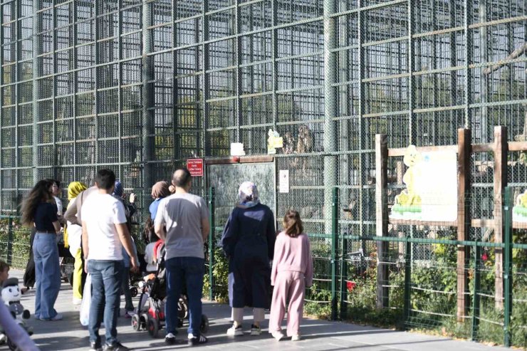 Ücretsiz olan hayvanat bahçesine ziyaretçi akını