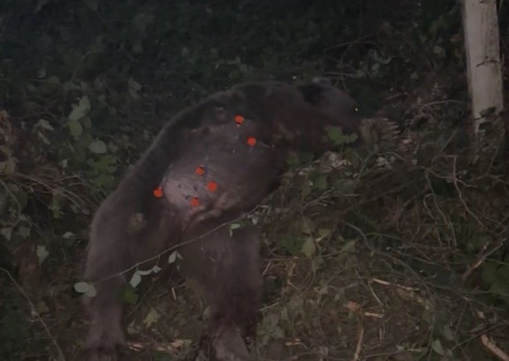 Kapana yakalanan ayı kurtarıldı