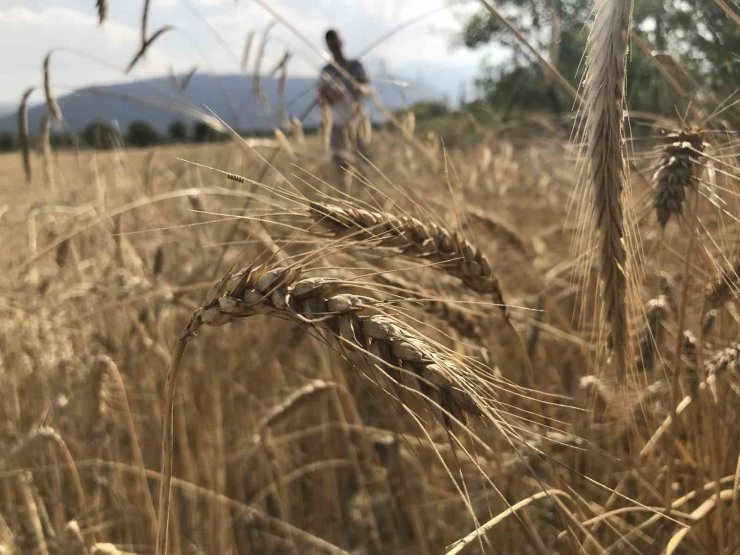 Dünya tahıl arzında rekor beklenti: 3 milyar tonu geçebilir