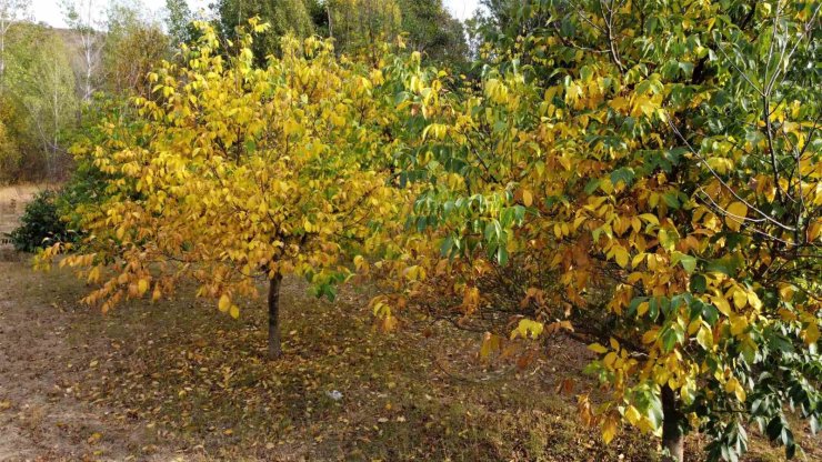 Doğa sonbaharla renklendi, kartpostallık manzara dronla görüntülendi