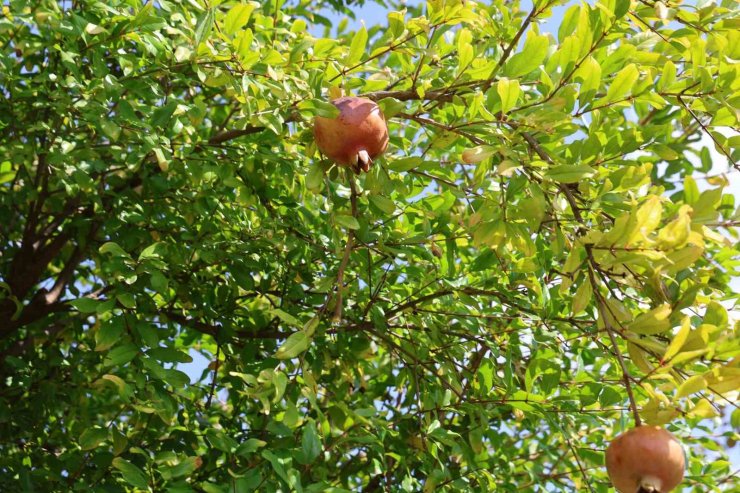 Tescilli Kuytucak narında hasat başladı
