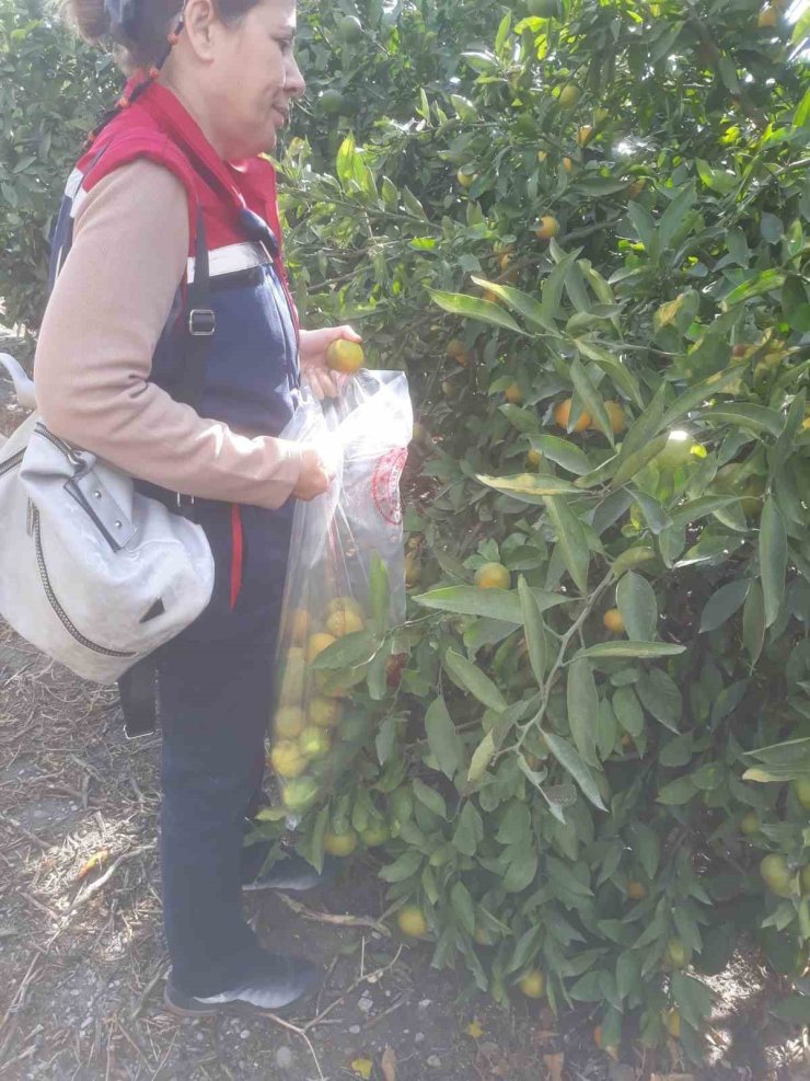 Söke’de hasat öncesi numune alımları yapıldı