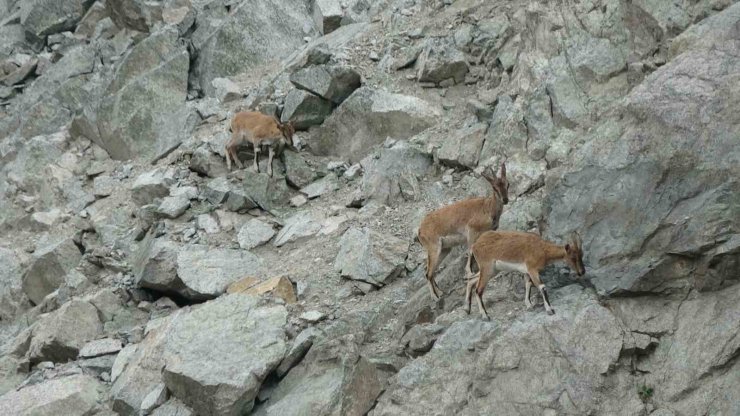 Artvin’de dağ keçileri drone kamerasına yansıdı