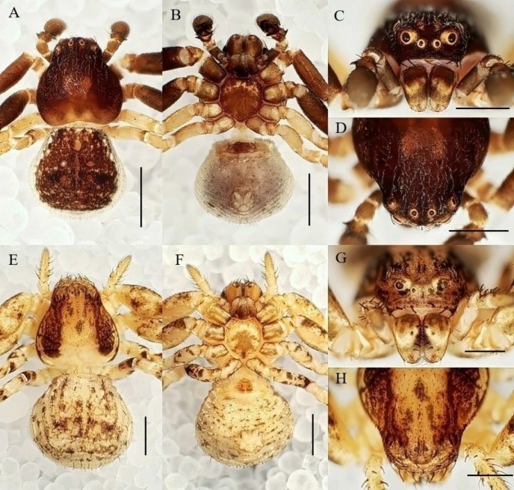 Manisa CBÜ’lü öğretim ütesinden 20 yeni tür keşfi
