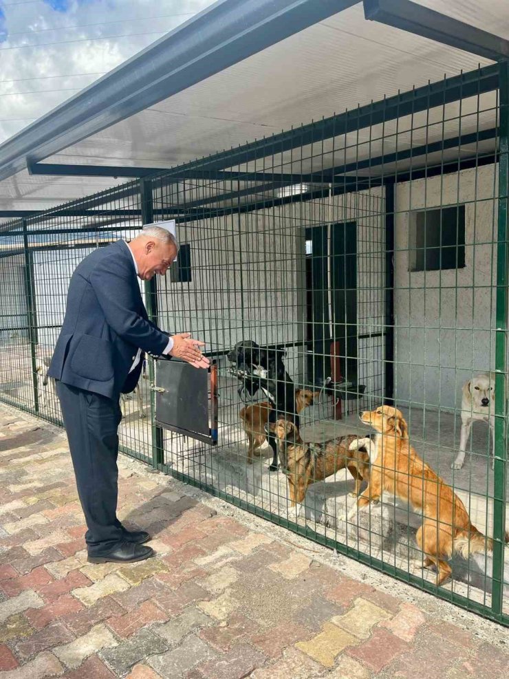 Başkan Yıldırımkaya: "Sultanhisar’da can dostlar emin ellerde"