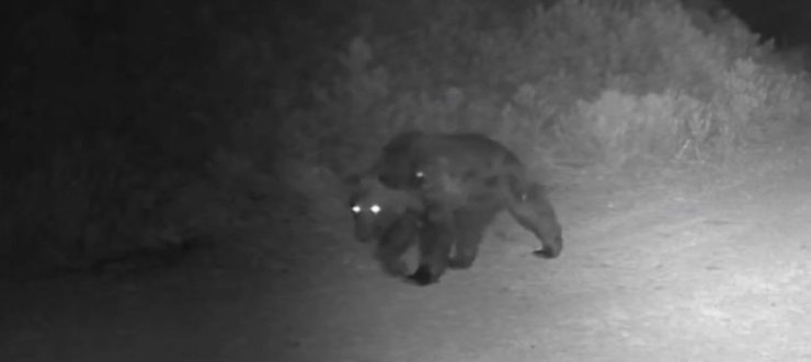 Ormanda yiyecek arayan ayı fotokapanda