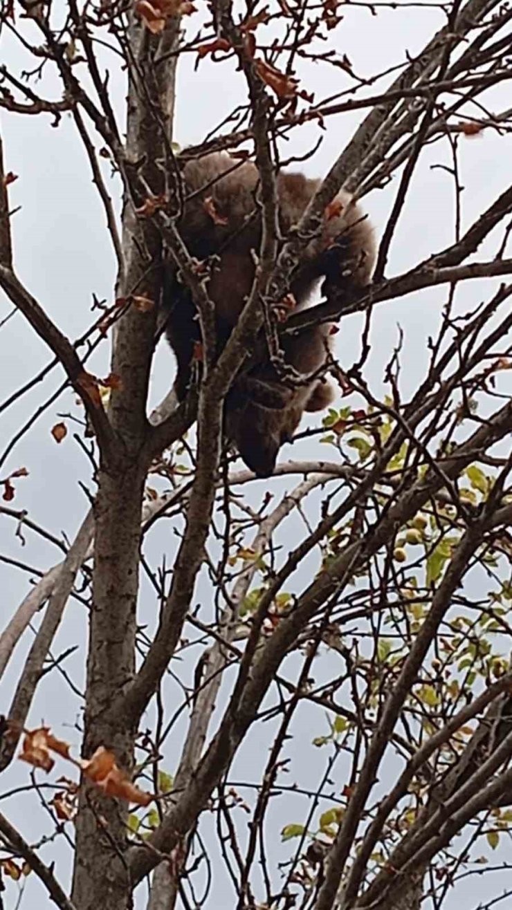 Çıktığı ağaçta mahsur kalan yavru ayı kurtarıldı