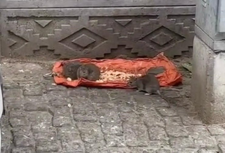 Tekirdağ’da vatandaşlar tedirgin: "Fareler sokakları bastı"