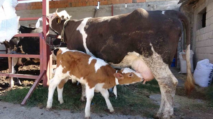 Çalınan buzağı annesine kavuştu
