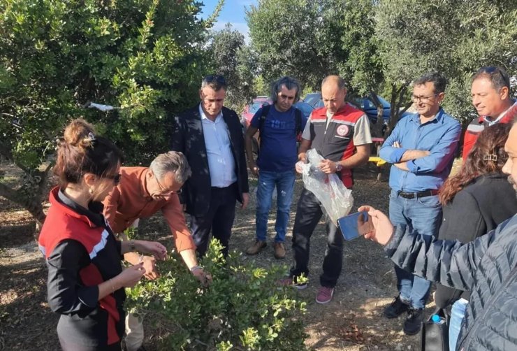 Aydın’da sakız ağacı üretimi yaygınlaştırılacak