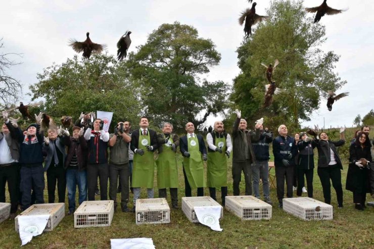 Sinop’ta 250 sülün kuşu doğaya bırakıldı