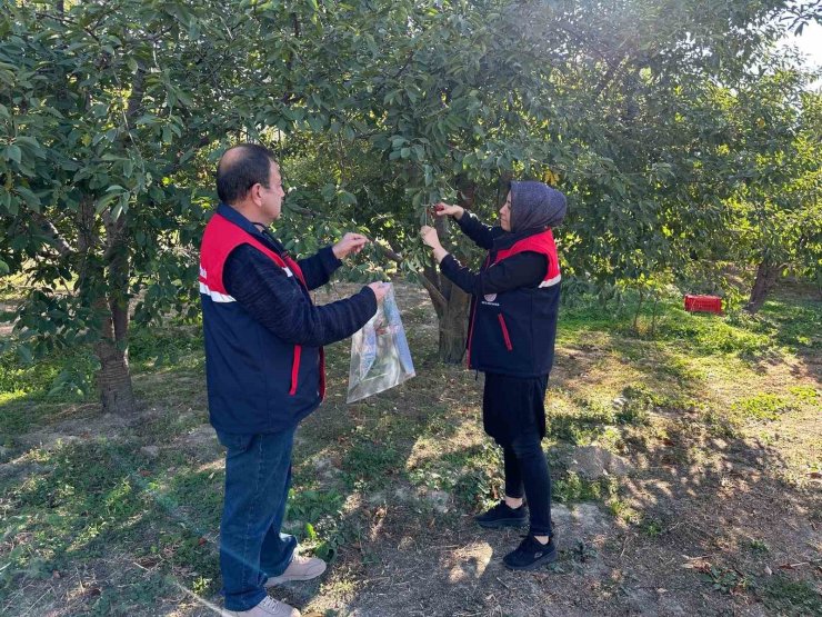 Kiraz ve vişne de zararlılara karşı numune alındı