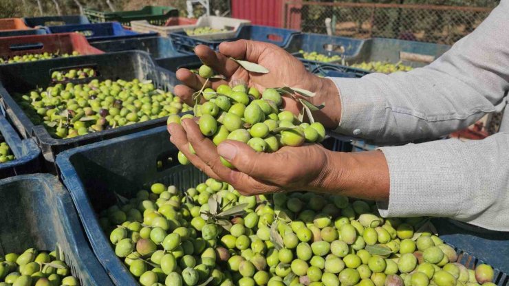 Sofralık zeytinde bereketli hasat, kilogram fiyatı 55 TL’den tarladan alıcı buluyor