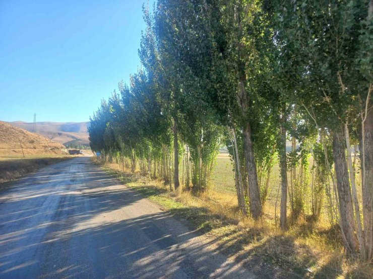 Bayburtlu vatandaştan DSİ’ye tepki: "Hiçbir gerekçe göstermeden fidanlarımızı katletmek istiyorlar"