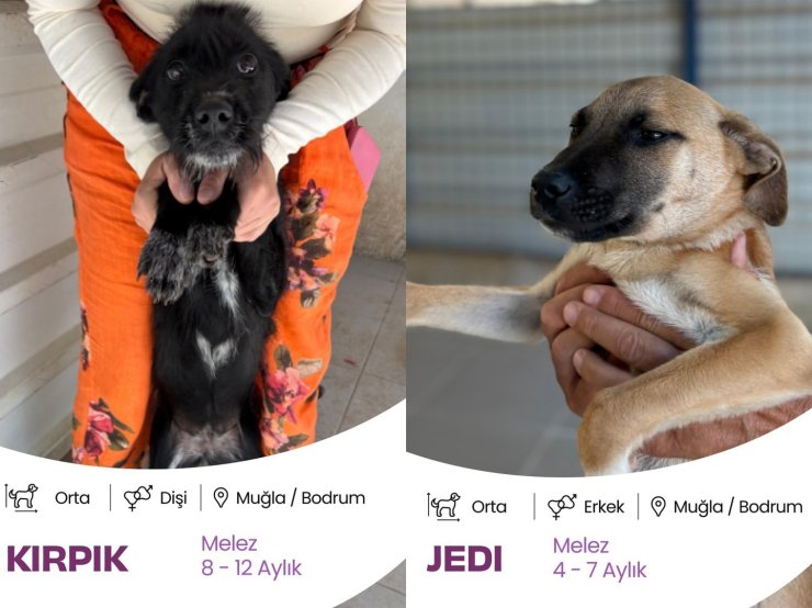 Bodrum Belediyesi Yuvalandırma Platformu hayata geçti