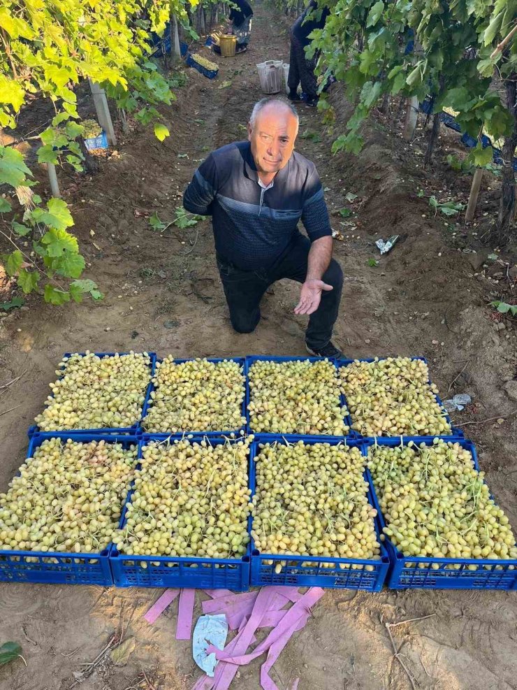 Sarıgöl’de üzüm hasadı hız kesmeden devam ediyor