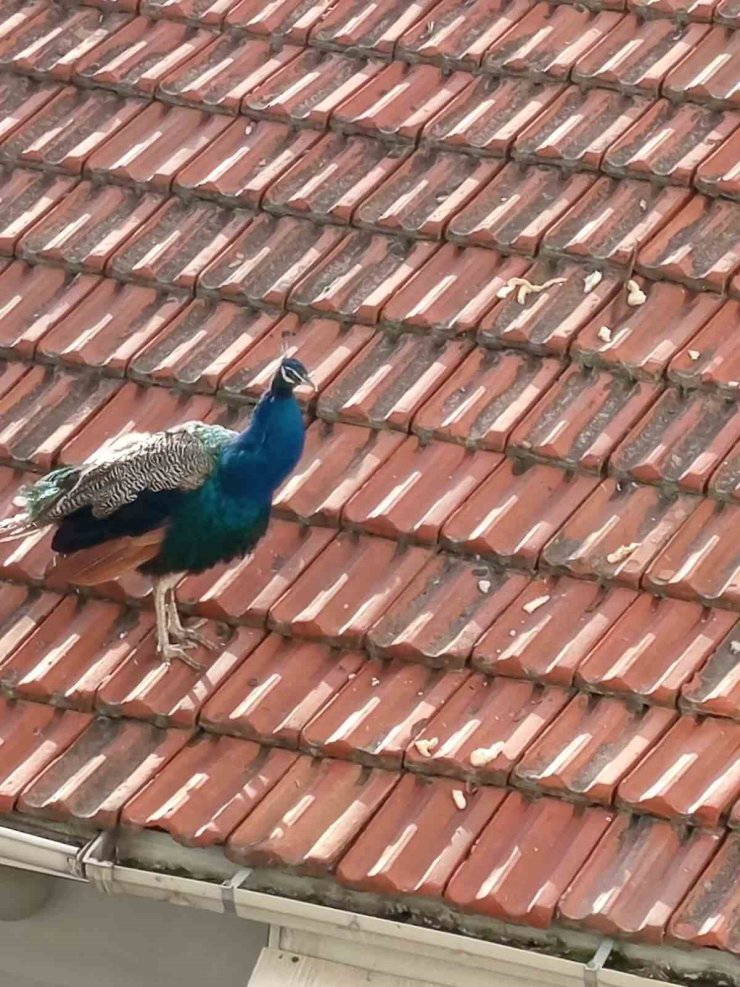 Müstakil evin çatısında gezen tavus kuşu ilginç görüntü oluşturdu