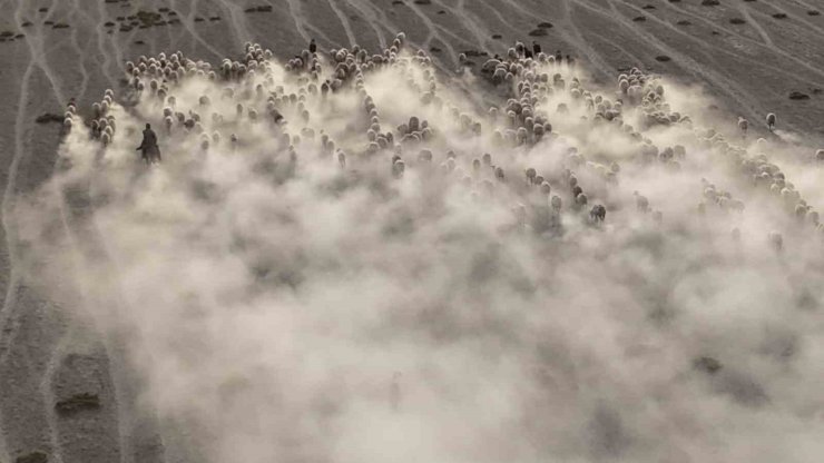 Arazide ilerleyen koyun ve kuzuların toz bulutlarıyla görüntüsü görsel şölen sundu