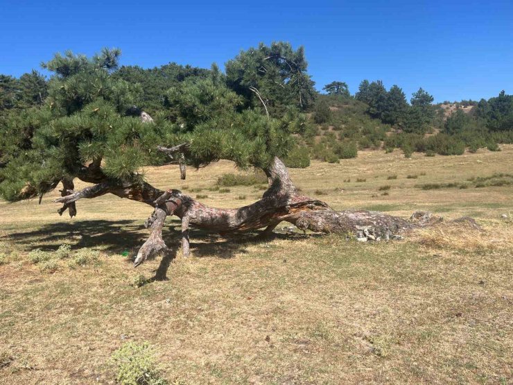 Asırlık çamın yaşam mücadelesi