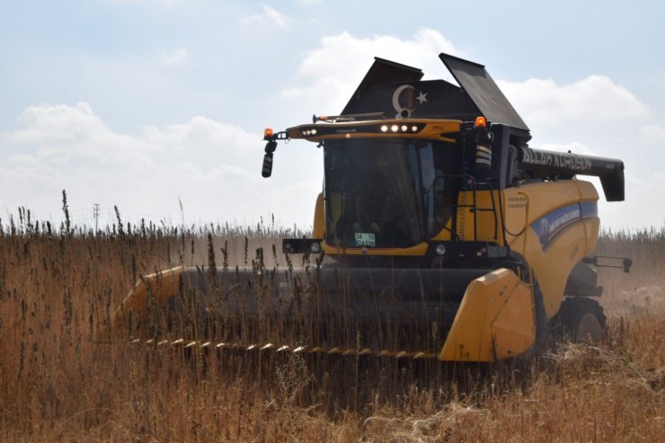 Konya Ovası’nda kenevir hasadı