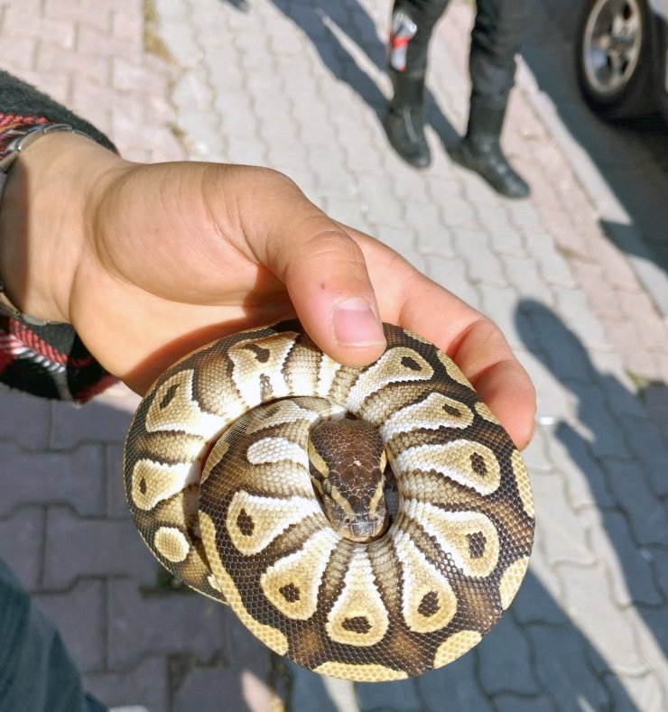 Cebinden yavru piton yılanı çıktı