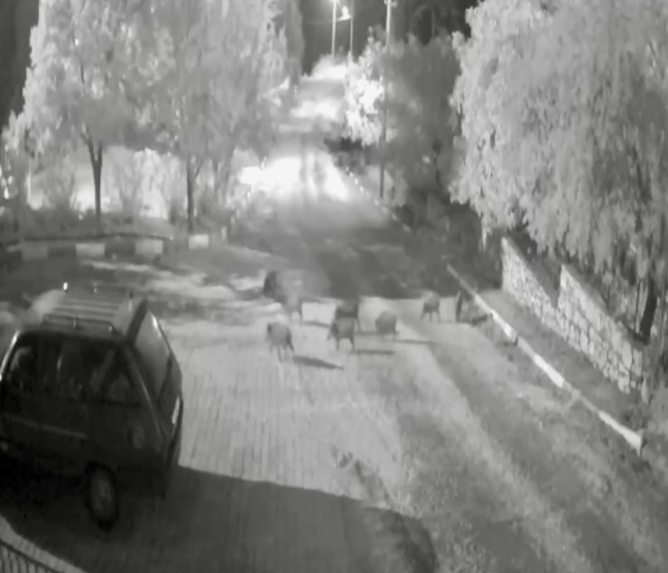 Antalya’da domuz sürüsü gece yarısı köye indi: O anlar kameraya yansıdı