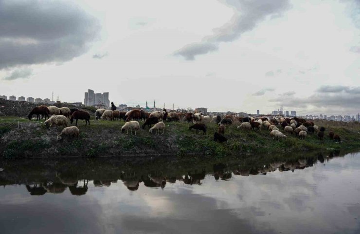 İstanbul’da siyaha bürünen dere kirlilik saçıyor