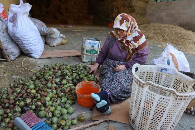 Hasadı yapılan cevizler satışa hazırlanıyor