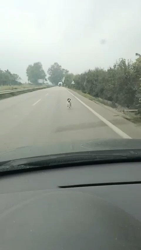 Bursa’da yağmura aldırış etmeden koşan köpek yürekleri burktu
