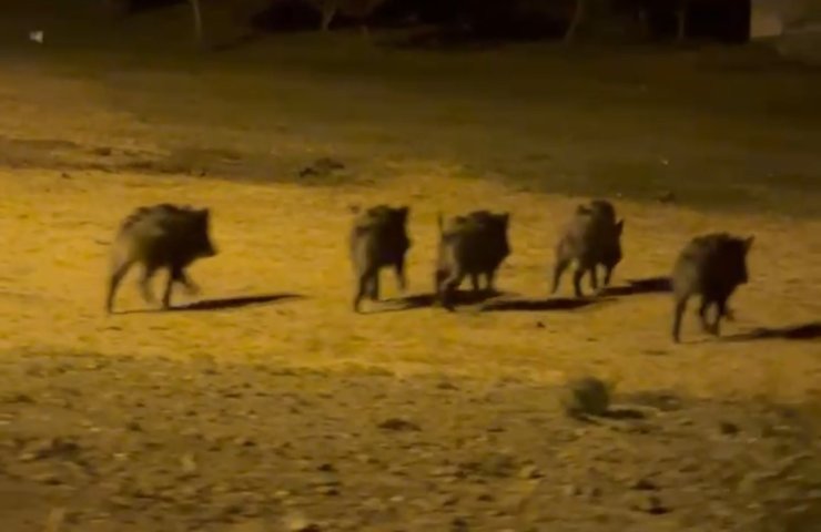 Yüksekova’da domuz sürüsü görüntülendi