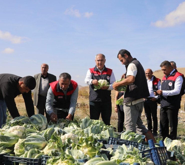 Elazığ’da karnabahar hasadı başladı