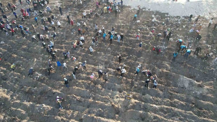 Manisa’da binlerce fidan toprakla buluşacak