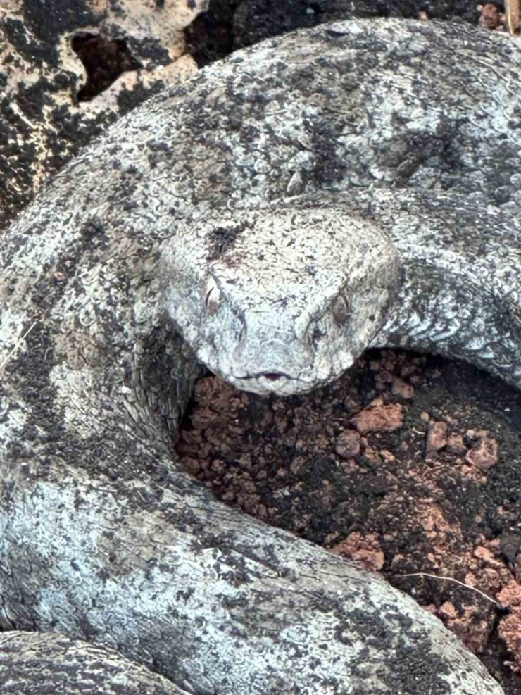 Koca engerek ile kedinin hayatta kalma mücadelesi kameraya yansıdı