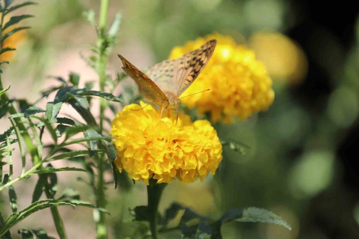 Şırnak’ta soğuklar geldi, kelebeklerin ’son dansı’ başladı